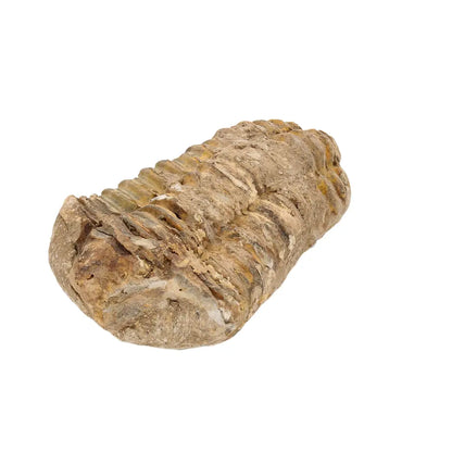 Authentic Small Calymene Trilobite Fossil from Morocco