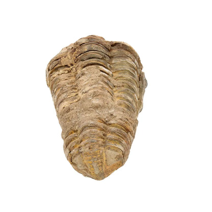 Authentic Small Calymene Trilobite Fossil from Morocco