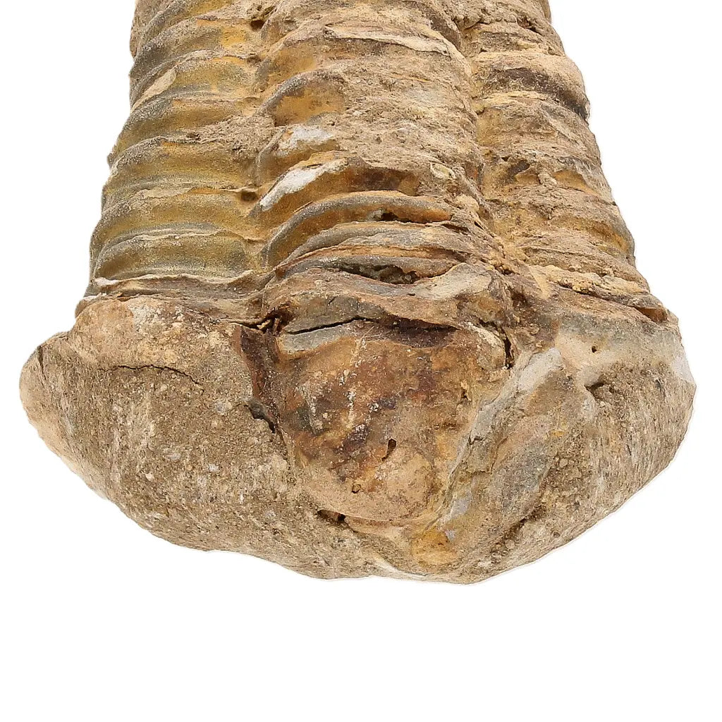 Authentic Small Calymene Trilobite Fossil from Morocco