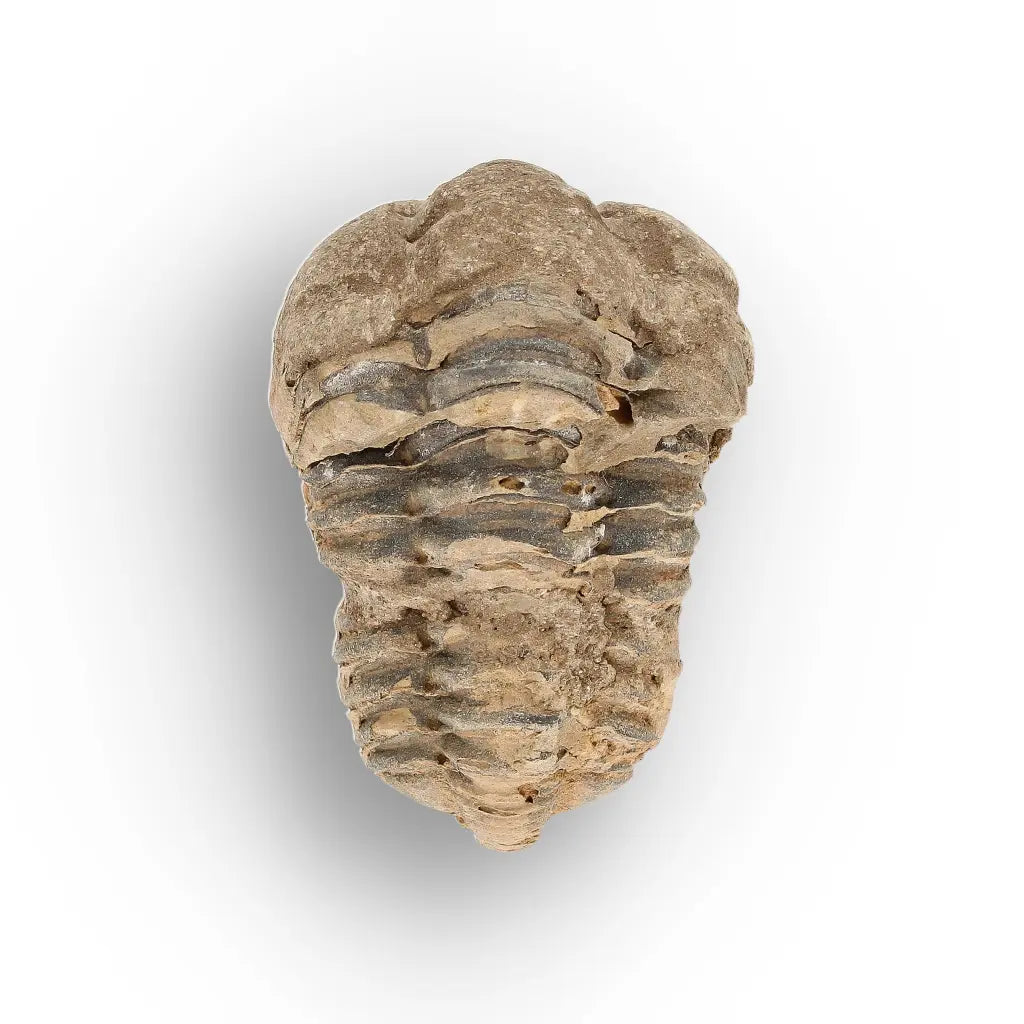 Get your Small Prehistoric Trilobite Fossil from Morocco online now or in store at Forever Gems in Franschhoek, South Africa