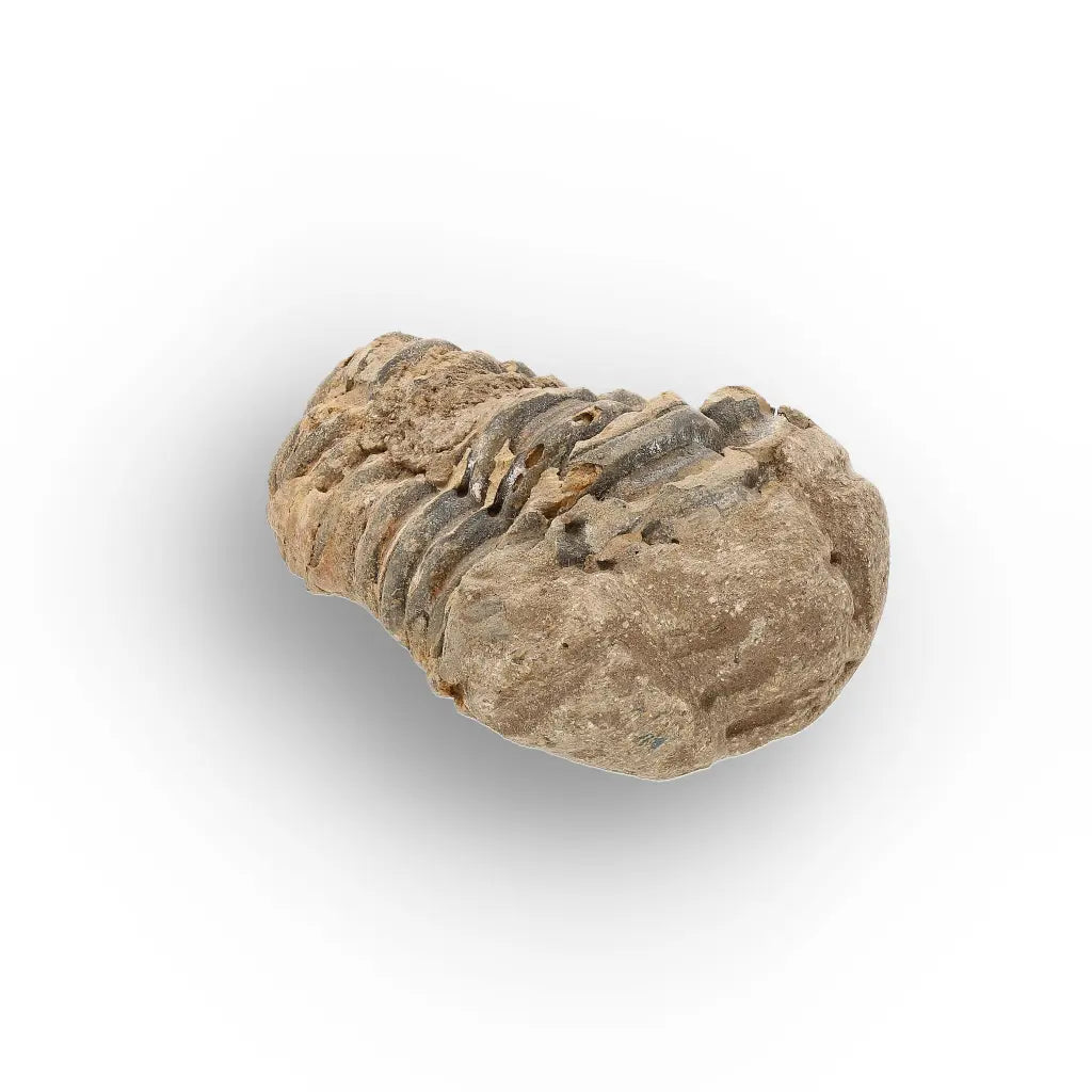 Get your Small Prehistoric Trilobite Fossil from Morocco online now or in store at Forever Gems in Franschhoek, South Africa