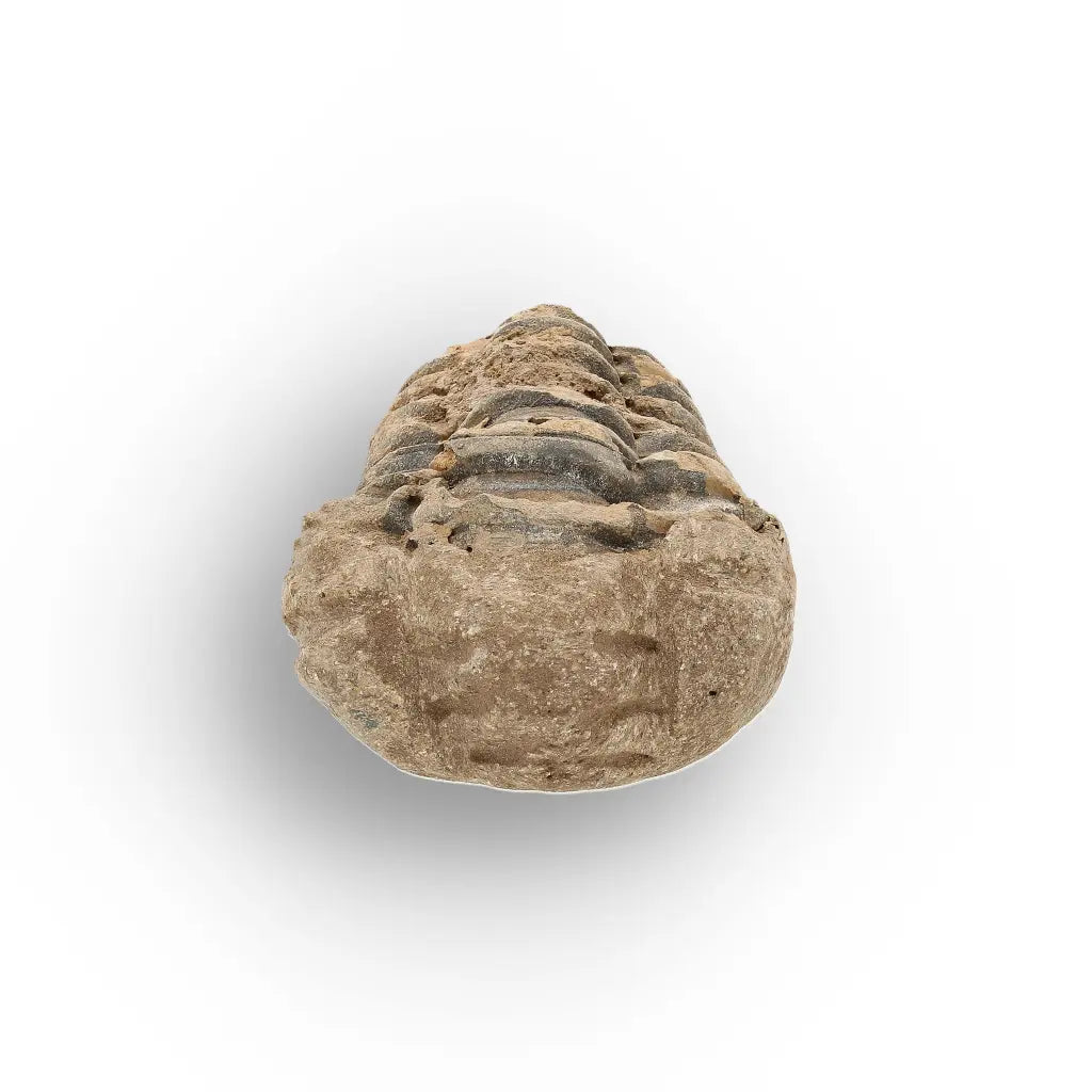 Get your Small Prehistoric Trilobite Fossil from Morocco online now or in store at Forever Gems in Franschhoek, South Africa