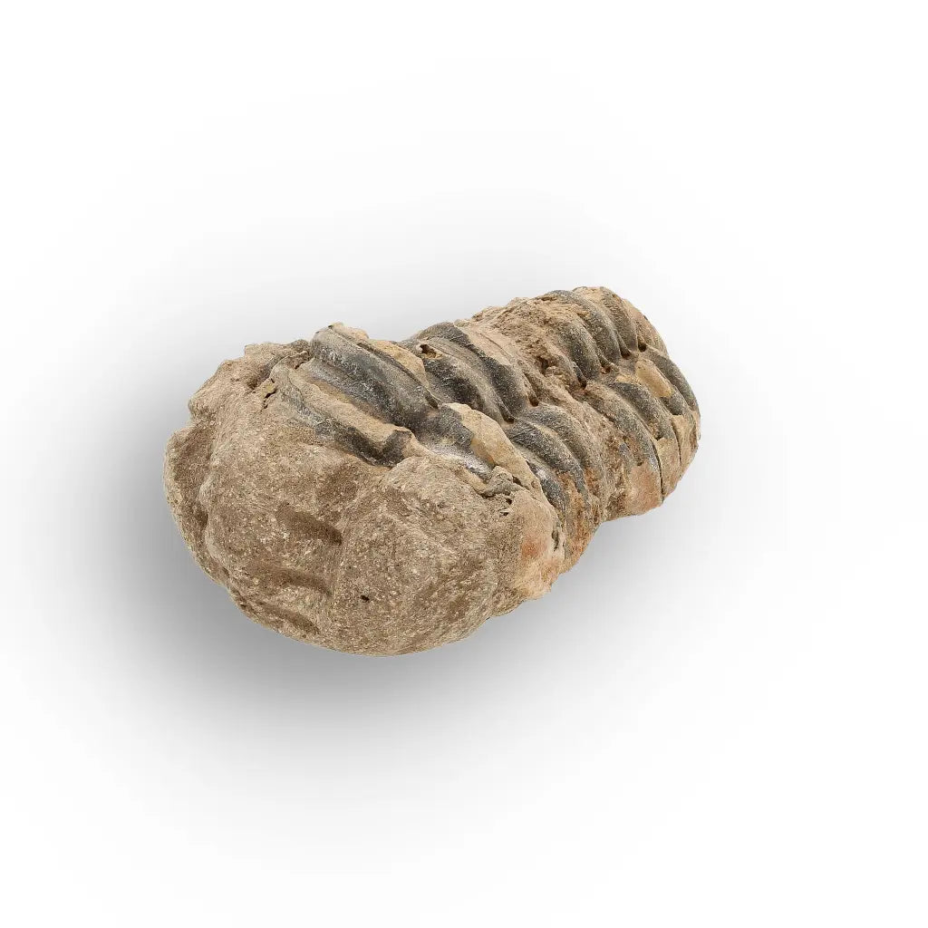 Get your Small Prehistoric Trilobite Fossil from Morocco online now or in store at Forever Gems in Franschhoek, South Africa