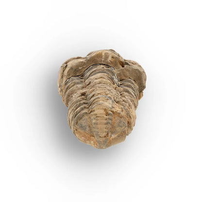 Get your Small Prehistoric Trilobite Fossil from Morocco online now or in store at Forever Gems in Franschhoek, South Africa