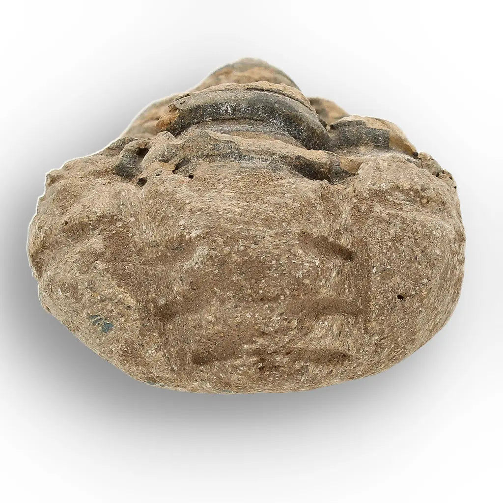 Get your Small Prehistoric Trilobite Fossil from Morocco online now or in store at Forever Gems in Franschhoek, South Africa