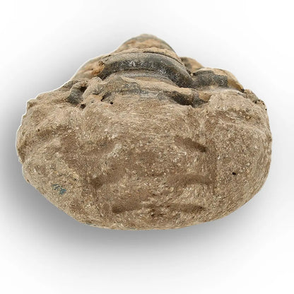 Get your Small Prehistoric Trilobite Fossil from Morocco online now or in store at Forever Gems in Franschhoek, South Africa