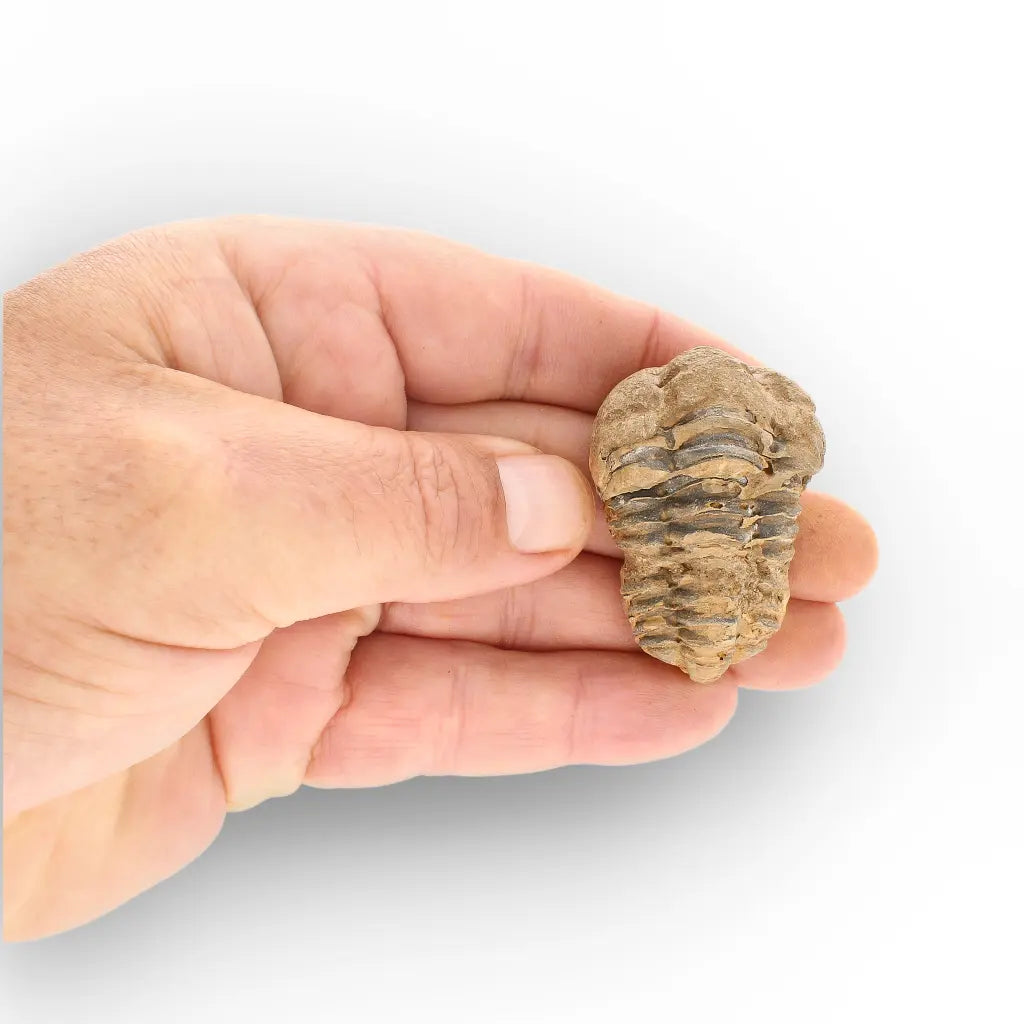 Get your Small Prehistoric Trilobite Fossil from Morocco online now or in store at Forever Gems in Franschhoek, South Africa