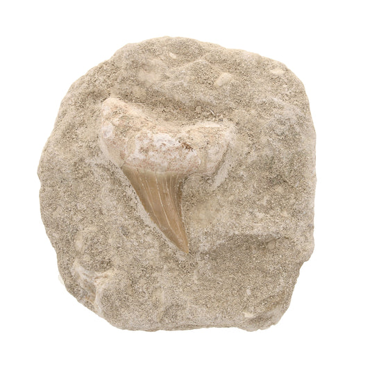 Buy your Shark Tooth Fossil in Matrix - Small online now or in store at Forever Gems in Franschhoek, South Africa
