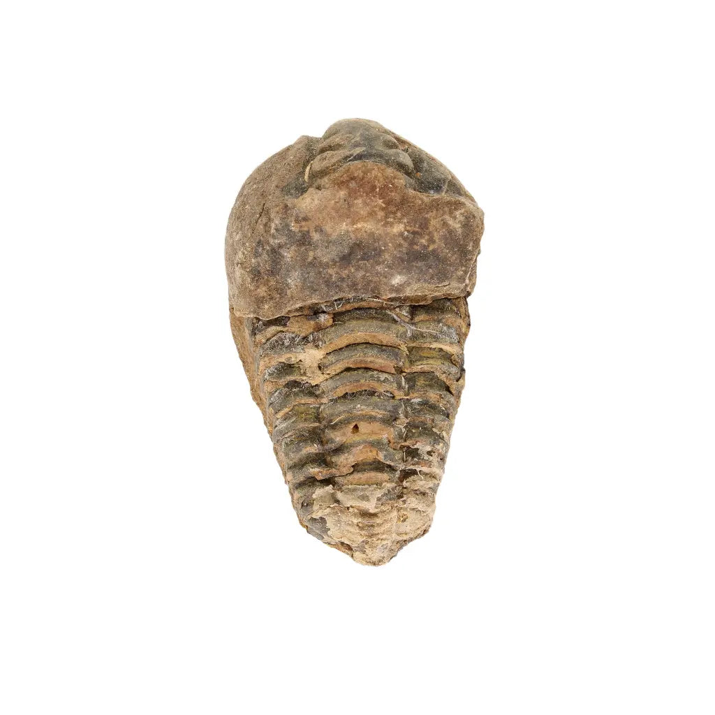 Small Upper Ordovician Calymene Trilobite Fossil