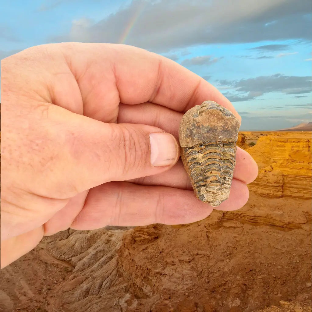 Small Upper Ordovician Calymene Trilobite Fossil