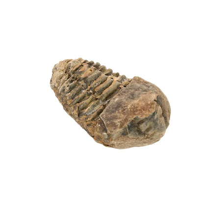 Small Upper Ordovician Calymene Trilobite Fossil