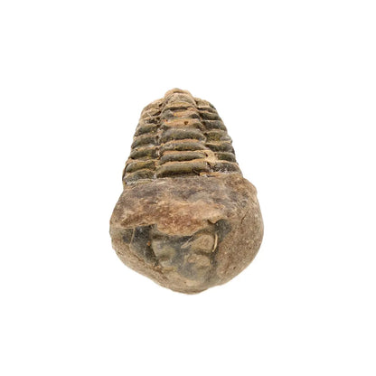 Small Upper Ordovician Calymene Trilobite Fossil