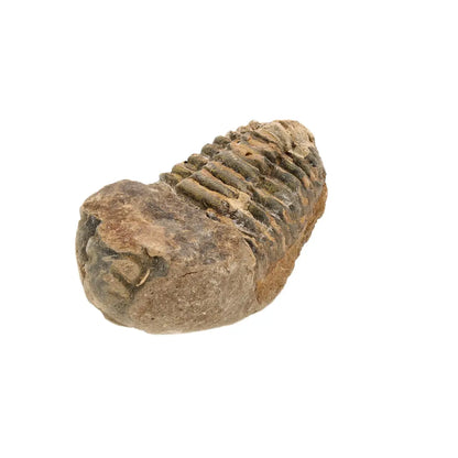 Small Upper Ordovician Calymene Trilobite Fossil
