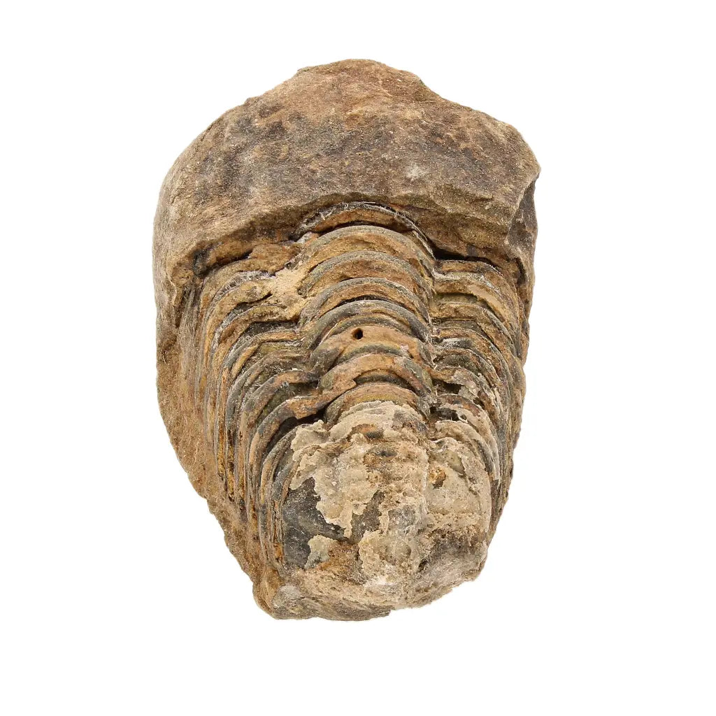 Small Upper Ordovician Calymene Trilobite Fossil