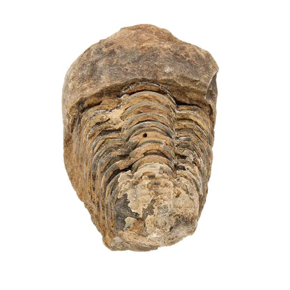 Small Upper Ordovician Calymene Trilobite Fossil