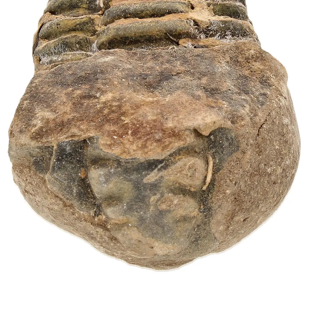 Small Upper Ordovician Calymene Trilobite Fossil