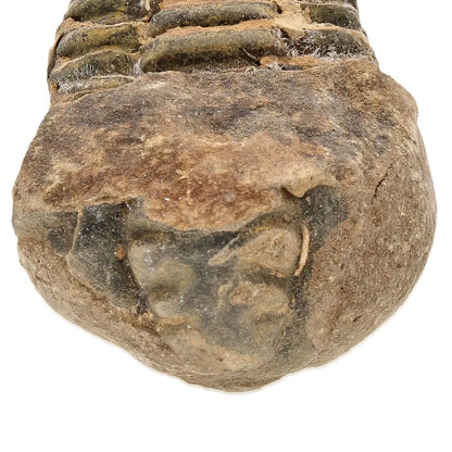 Small Upper Ordovician Calymene Trilobite Fossil