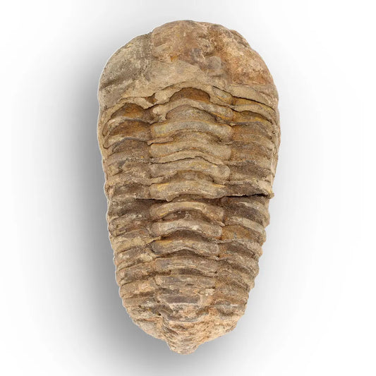 Get your Large Ancient Calymene Trilobite Fossil online now or in store at Forever Gems in Franschhoek, South Africa