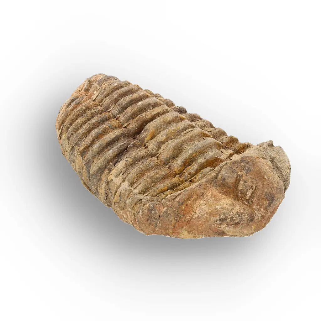 Get your Large Ancient Calymene Trilobite Fossil online now or in store at Forever Gems in Franschhoek, South Africa