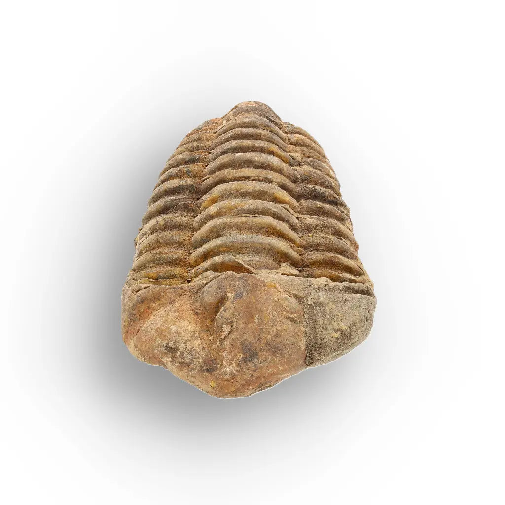 Get your Large Ancient Calymene Trilobite Fossil online now or in store at Forever Gems in Franschhoek, South Africa