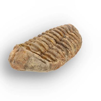Get your Large Ancient Calymene Trilobite Fossil online now or in store at Forever Gems in Franschhoek, South Africa