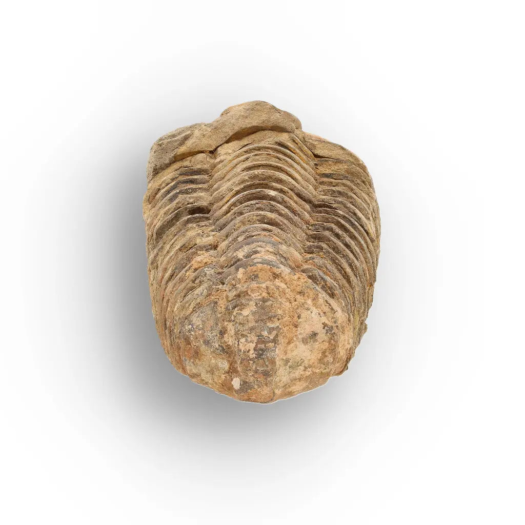 Get your Large Ancient Calymene Trilobite Fossil online now or in store at Forever Gems in Franschhoek, South Africa