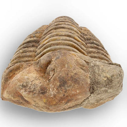 Get your Large Ancient Calymene Trilobite Fossil online now or in store at Forever Gems in Franschhoek, South Africa