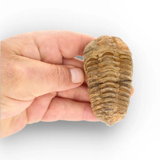 Get your Large Ancient Calymene Trilobite Fossil online now or in store at Forever Gems in Franschhoek, South Africa
