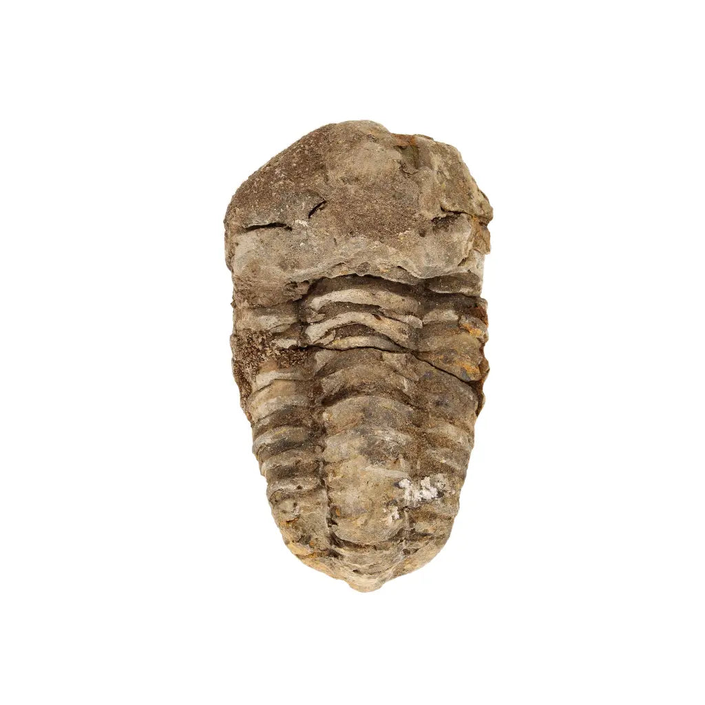 Small Moroccan Calymene Trilobite Fossil Specimen
