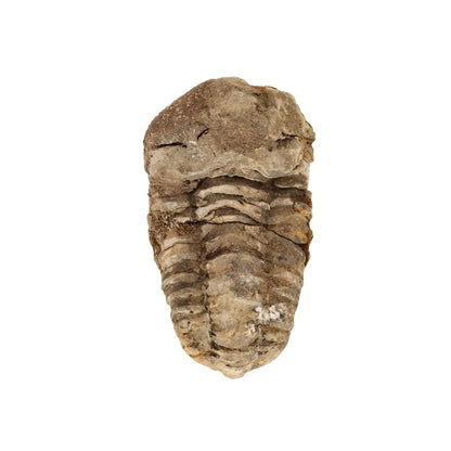 Small Moroccan Calymene Trilobite Fossil Specimen