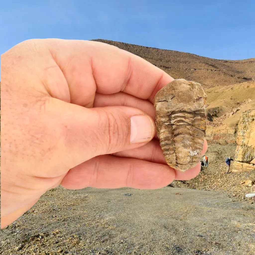 Small Moroccan Calymene Trilobite Fossil Specimen