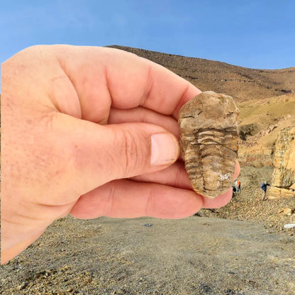 Small Moroccan Calymene Trilobite Fossil Specimen