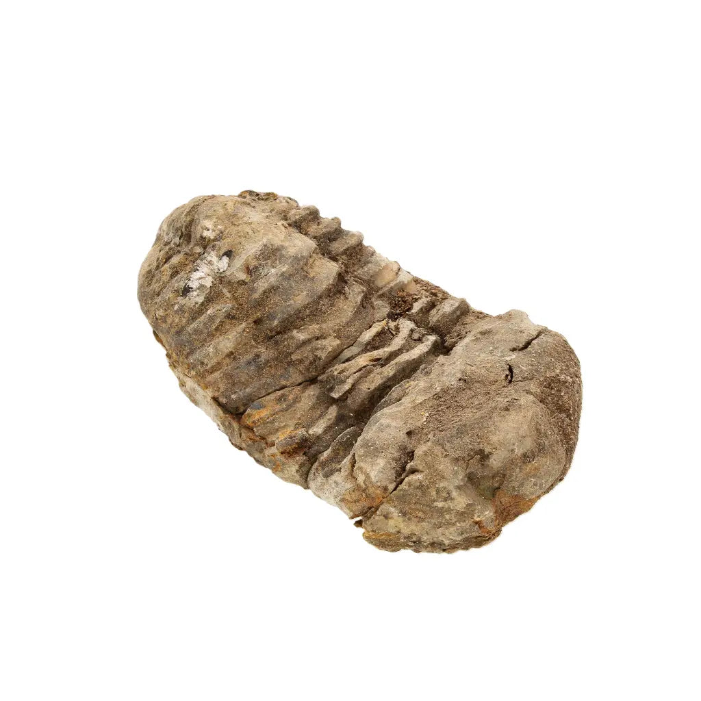Small Moroccan Calymene Trilobite Fossil Specimen