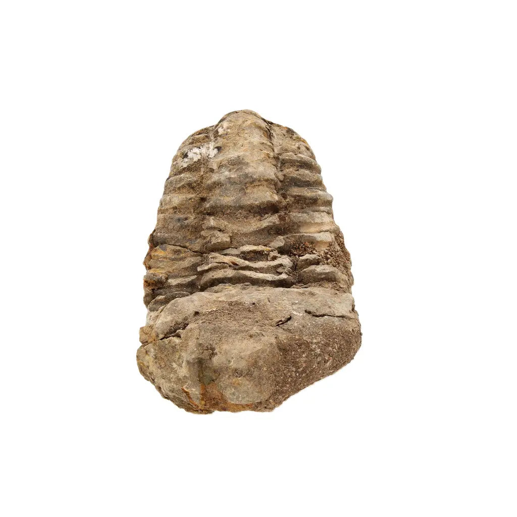 Small Moroccan Calymene Trilobite Fossil Specimen