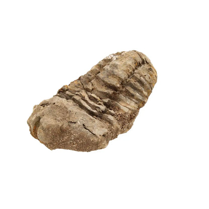Small Moroccan Calymene Trilobite Fossil Specimen