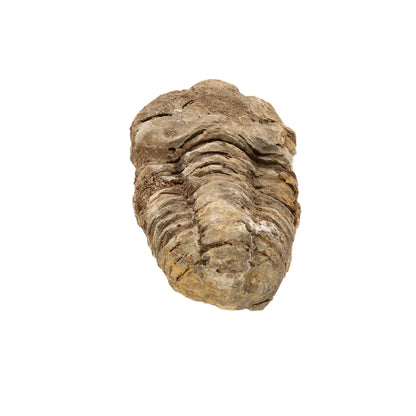 Small Moroccan Calymene Trilobite Fossil Specimen
