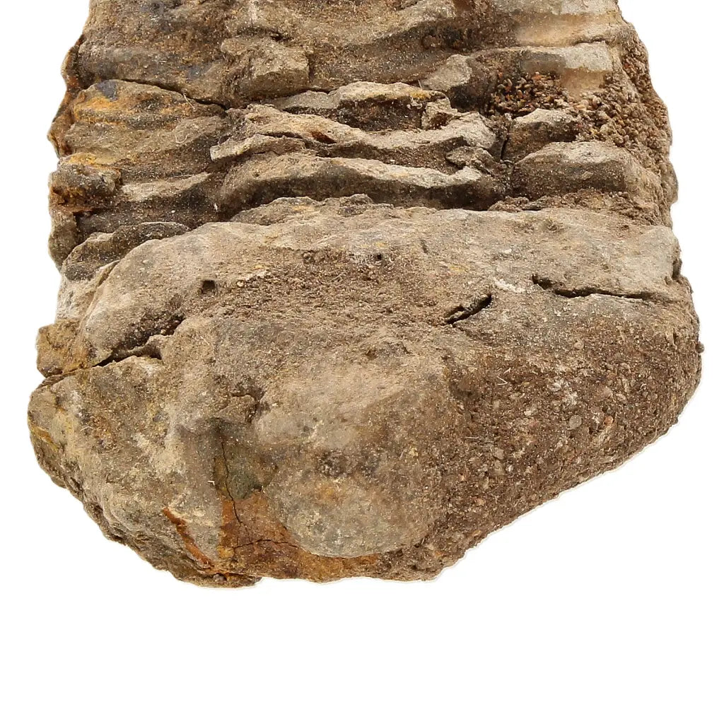 Small Moroccan Calymene Trilobite Fossil Specimen