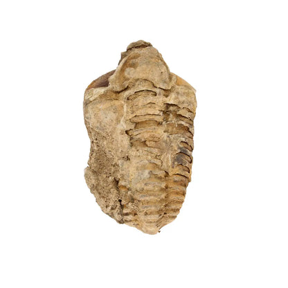 Small Ktaoua Group Calymene Trilobite Fossil