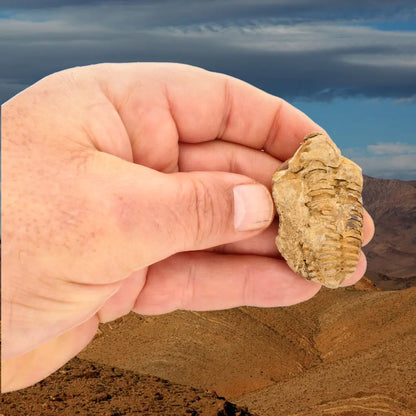 Small Ktaoua Group Calymene Trilobite Fossil