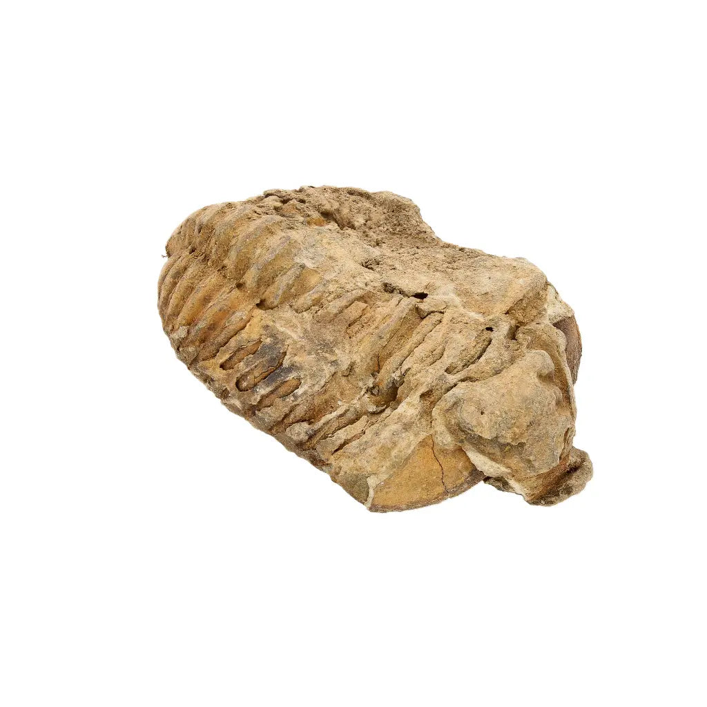 Small Ktaoua Group Calymene Trilobite Fossil