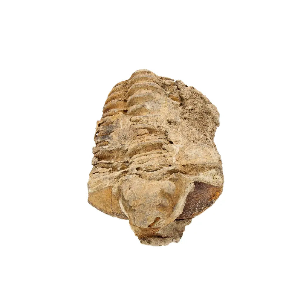 Small Ktaoua Group Calymene Trilobite Fossil