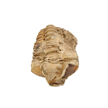 Small Ktaoua Group Calymene Trilobite Fossil