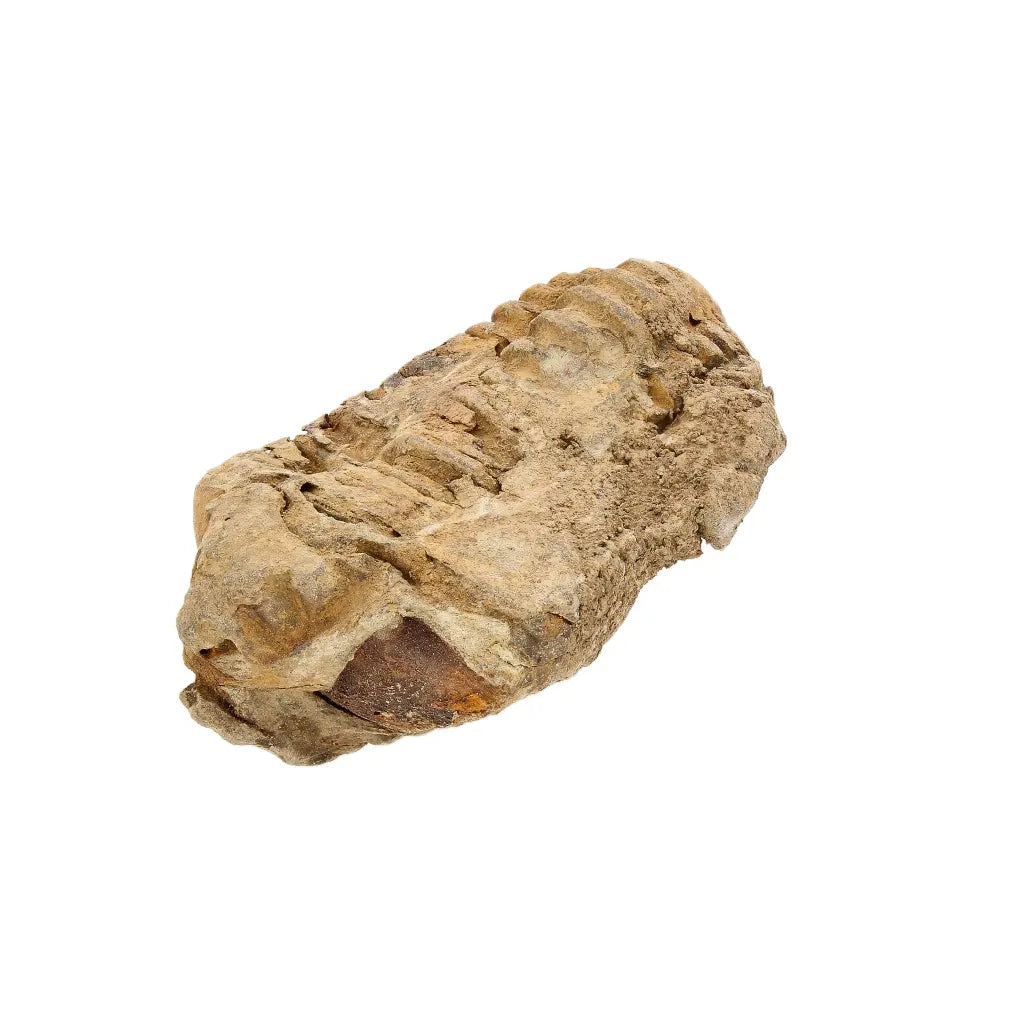 Small Ktaoua Group Calymene Trilobite Fossil