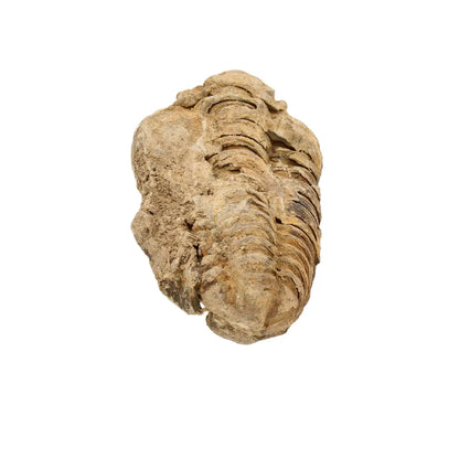 Small Ktaoua Group Calymene Trilobite Fossil