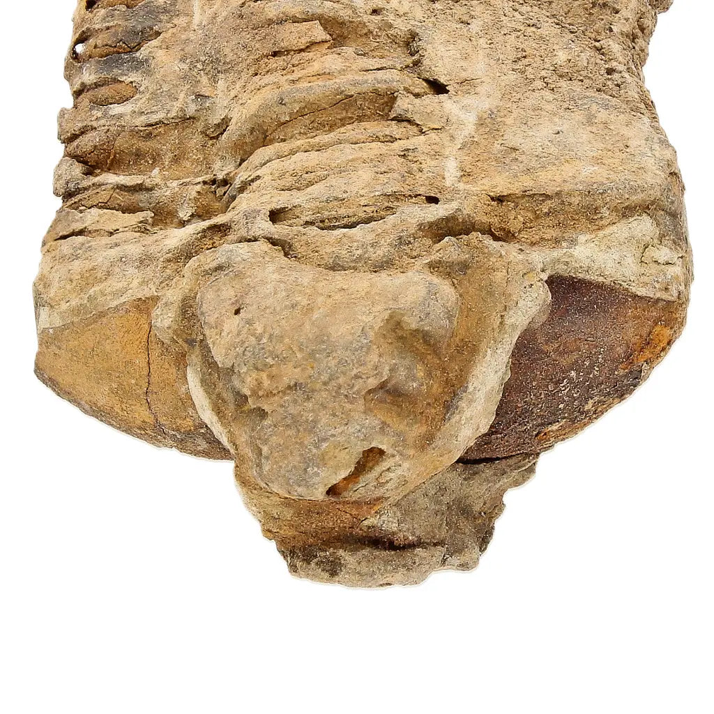 Small Ktaoua Group Calymene Trilobite Fossil