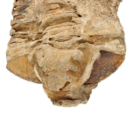 Small Ktaoua Group Calymene Trilobite Fossil