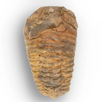 Get your Large Moroccan Trilobite Fossil Specimen online now or in store at Forever Gems in Franschhoek, South Africa