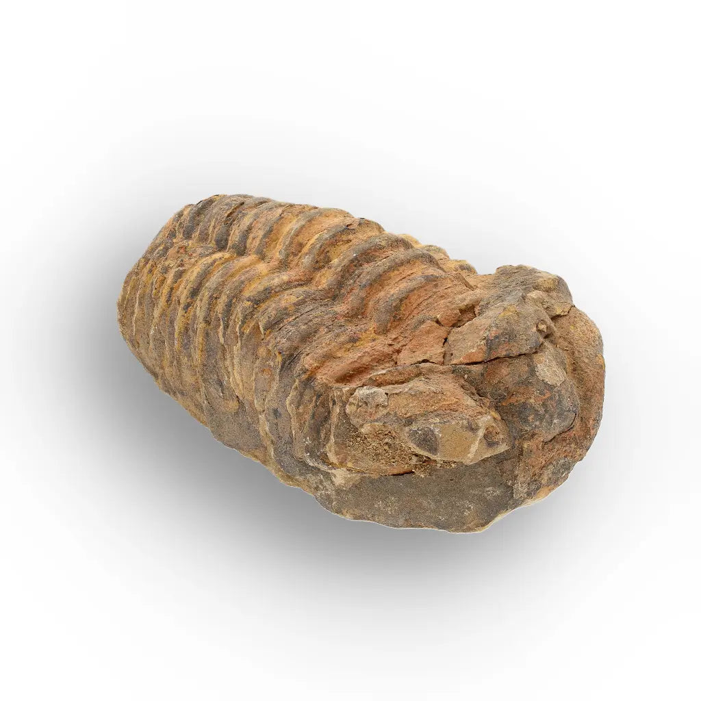 Get your Large Moroccan Trilobite Fossil Specimen online now or in store at Forever Gems in Franschhoek, South Africa