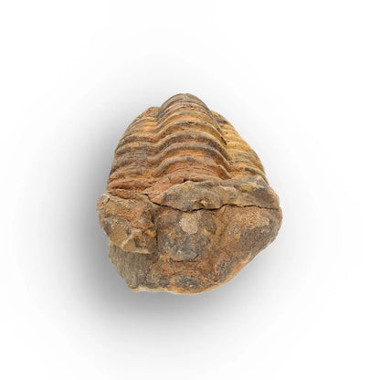 Get your Large Moroccan Trilobite Fossil Specimen online now or in store at Forever Gems in Franschhoek, South Africa
