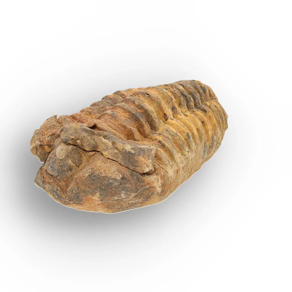 Get your Large Moroccan Trilobite Fossil Specimen online now or in store at Forever Gems in Franschhoek, South Africa